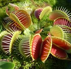 Fly Catcher Plant